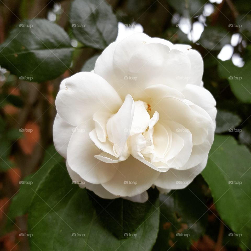 White Climbing Rose