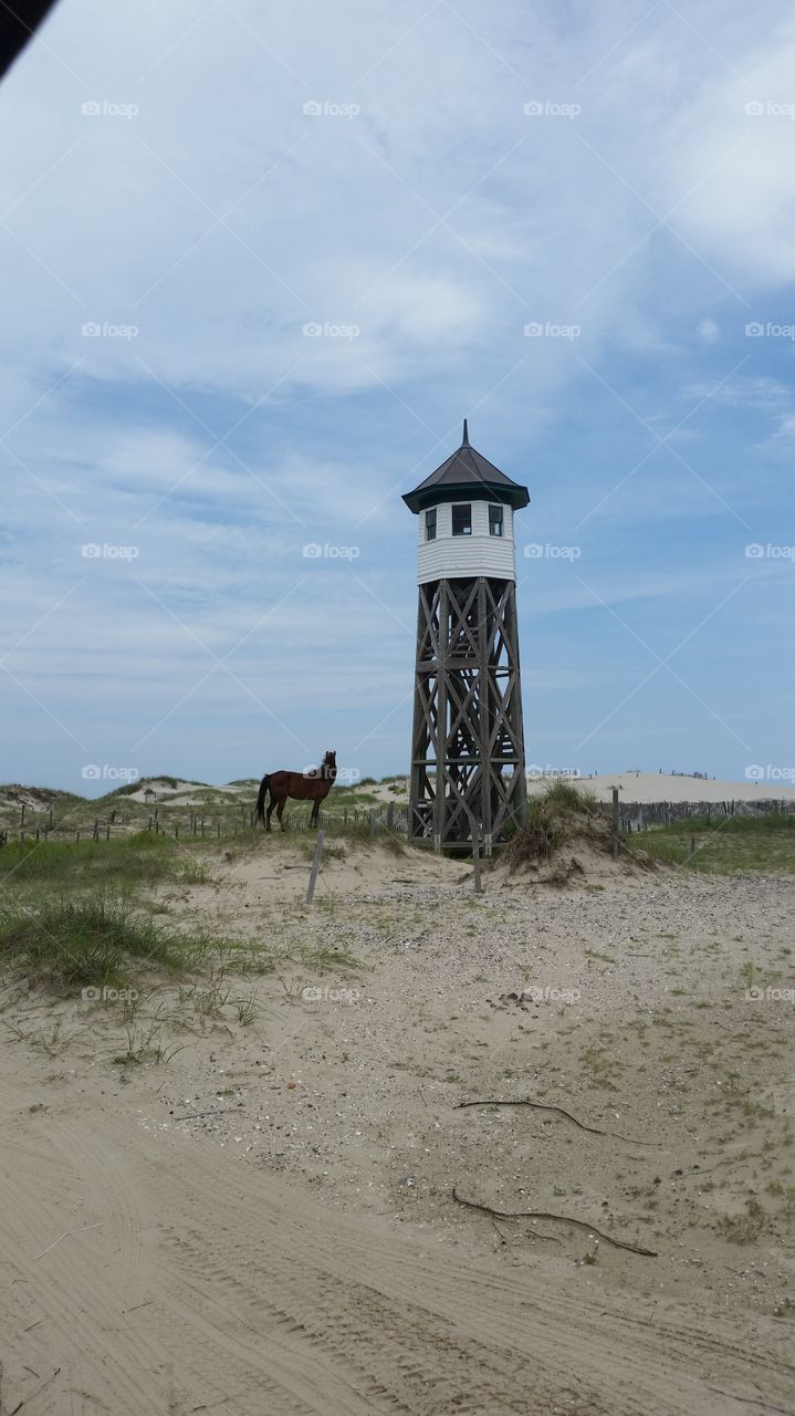 Wild Horse Standing in Sand by a Lighthouse with Sand Dunes and Beach Grasses