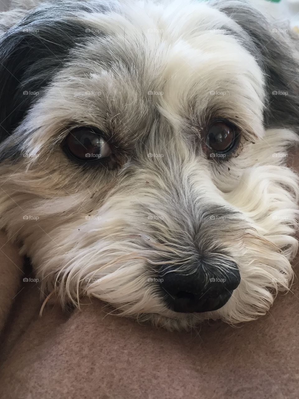 Puppy lying on bed and looking at camera