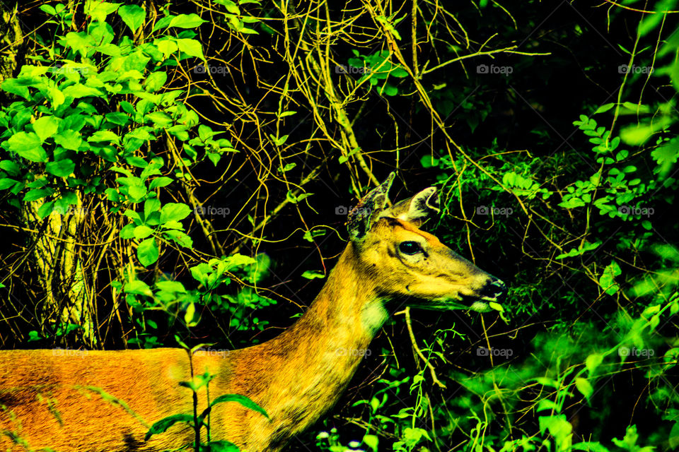 deer roaming forest