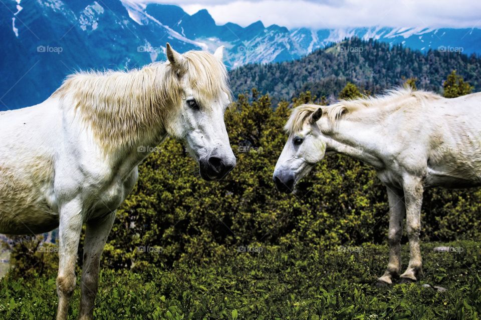 T W O I N G R E E N
White horses at the top of manali mountain , in lush green grass and at area covered with blue mountains.
