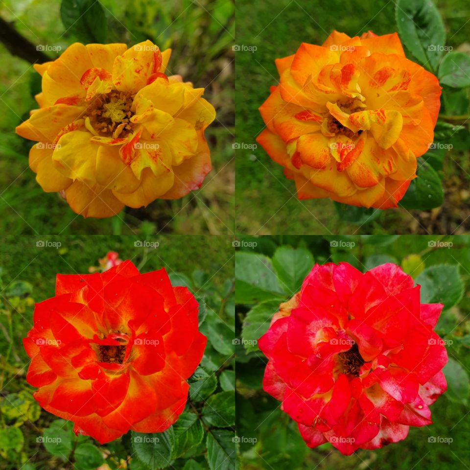 Four stages of the " Masquerade " patio rose.