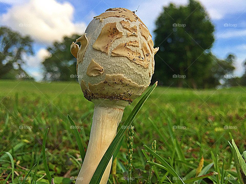 First signs of autumn - Mushrooms pop up everywhere in the fall. This  Chlorophyllum molybdite mushroom is non-edible because it is toxic. 