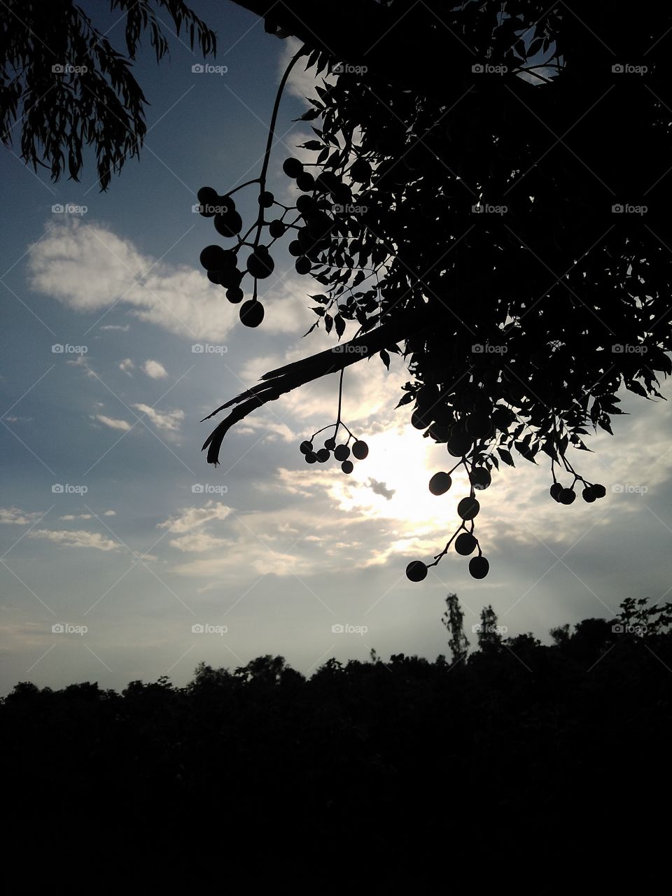 black and white photography with sunset and background tree and better look and click photography
