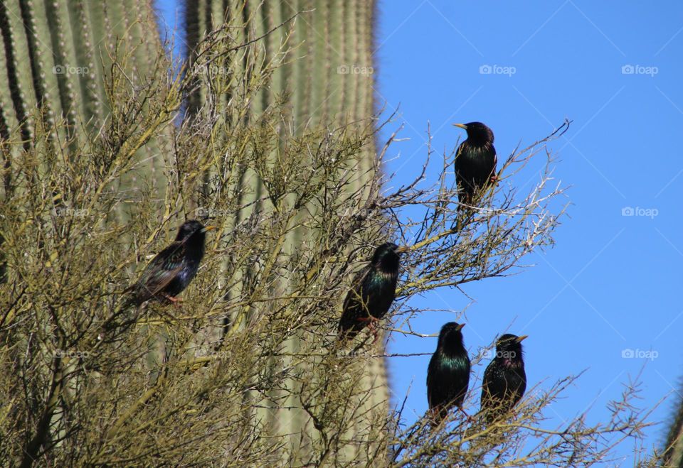 Starlings on Branches by Saguaro