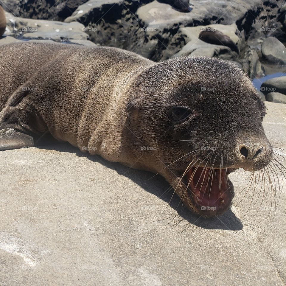 New born sea lion pup giving a good yawn.