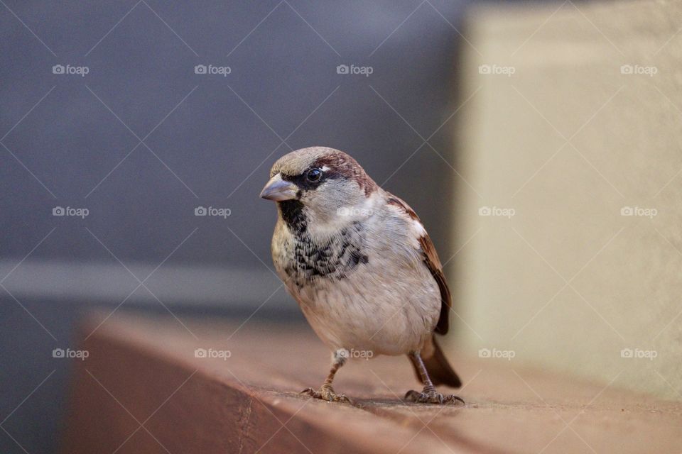 Lone single sparrow perched standing on brick close up view with copy space on blurred background, concept springtime, urban wildlife