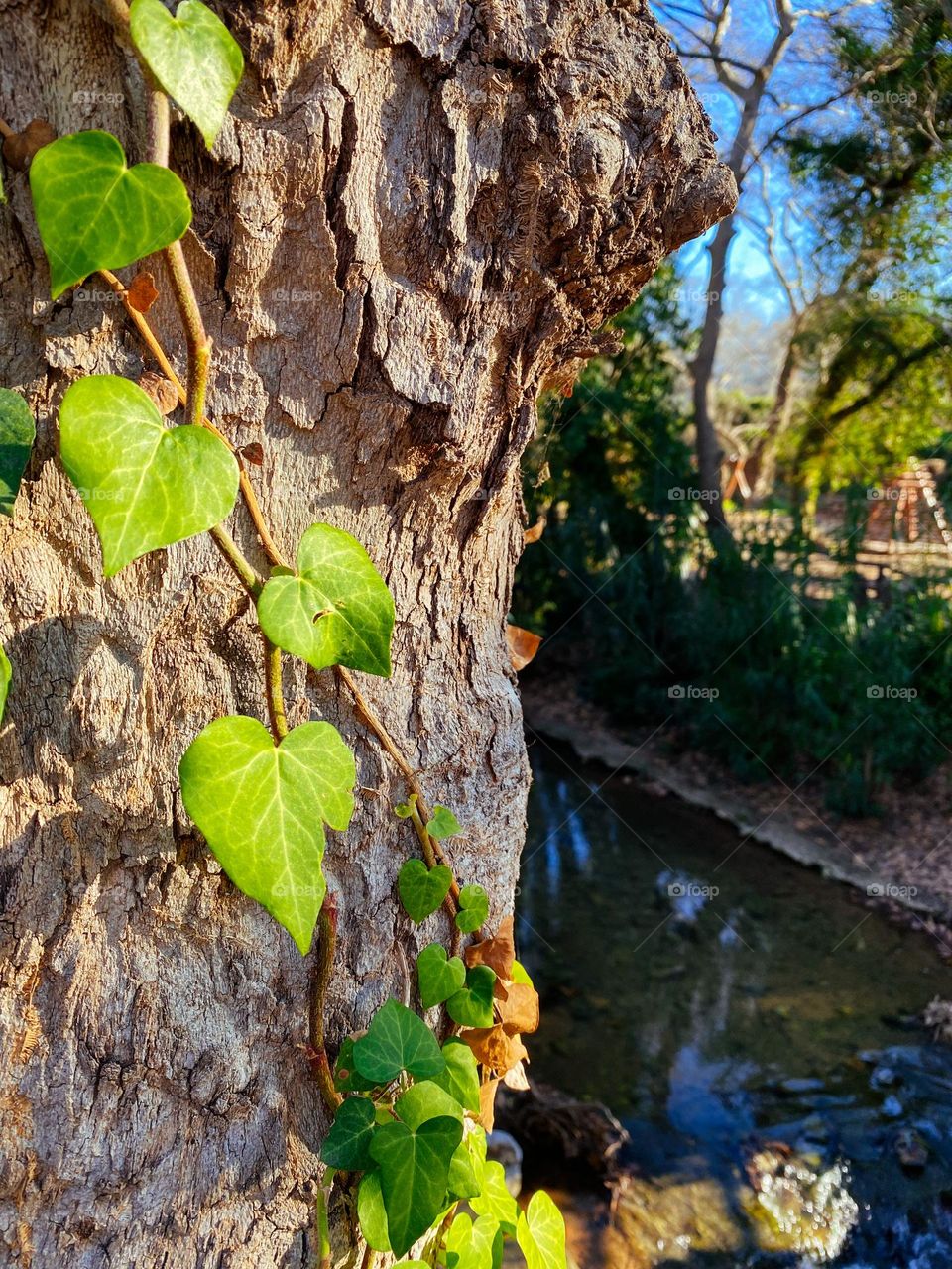 Close up tree trunk and green leaf near the pond