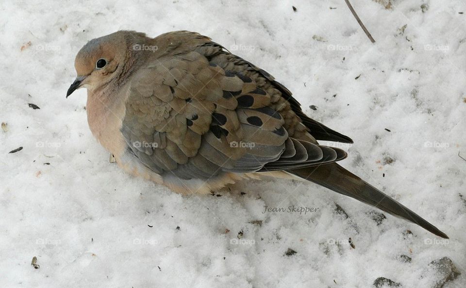 A Cold Mourning Dove on the Snow