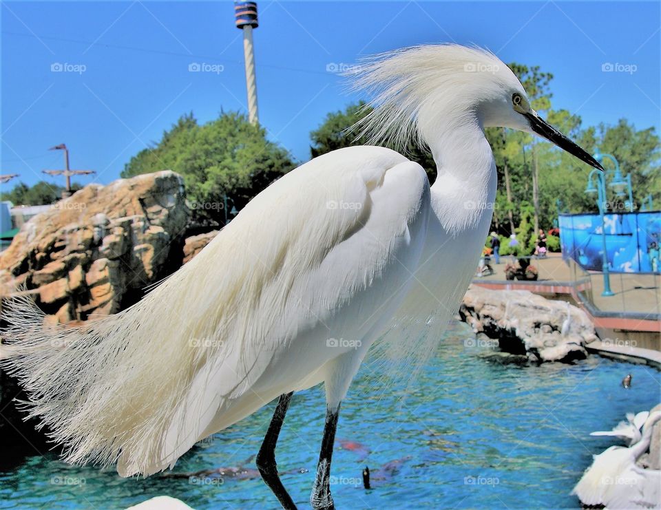 Tropical Bird Snowy Egret