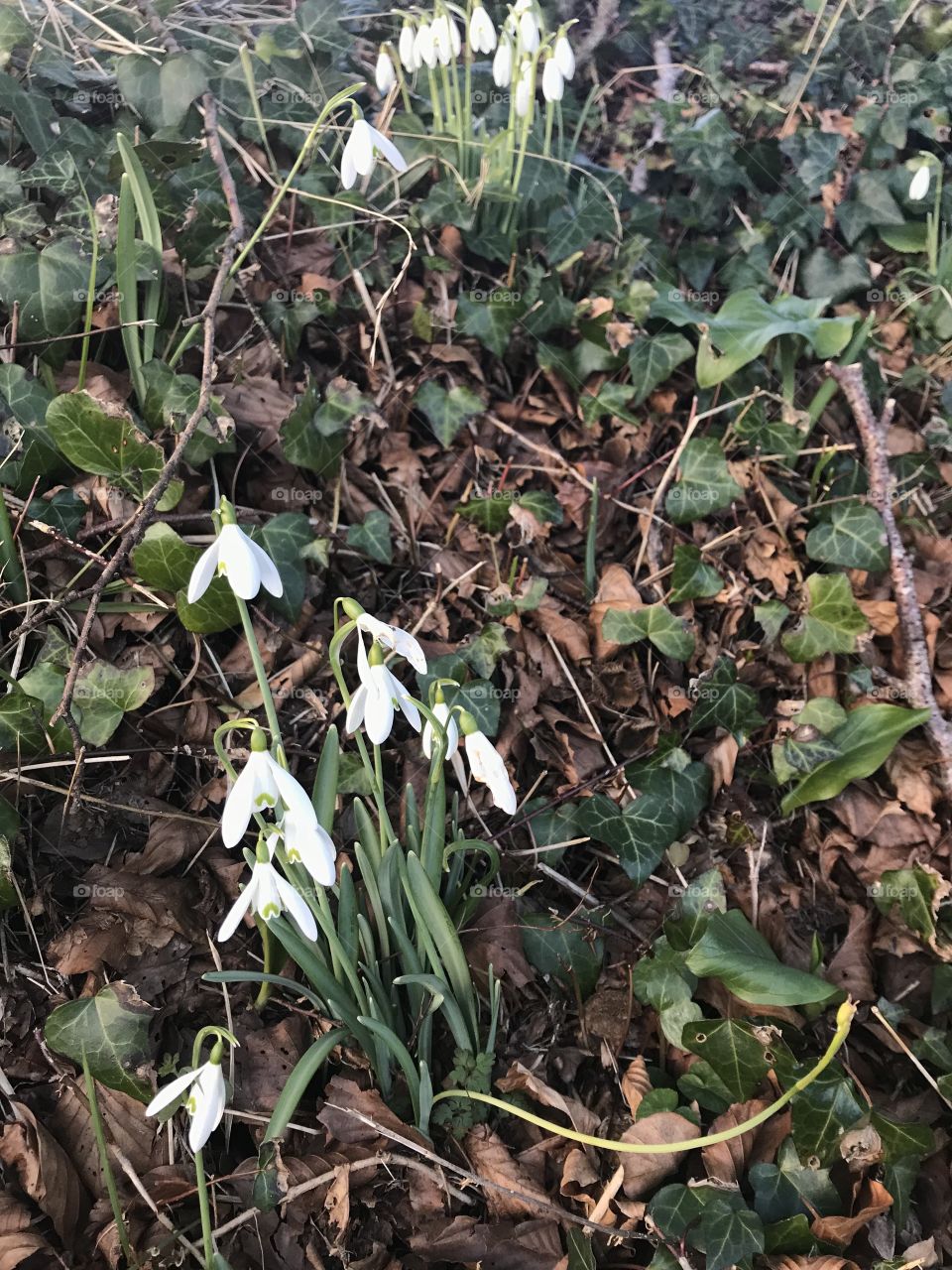 My first sighting of the lovely snowdrop found in Modbury, Devon, UK