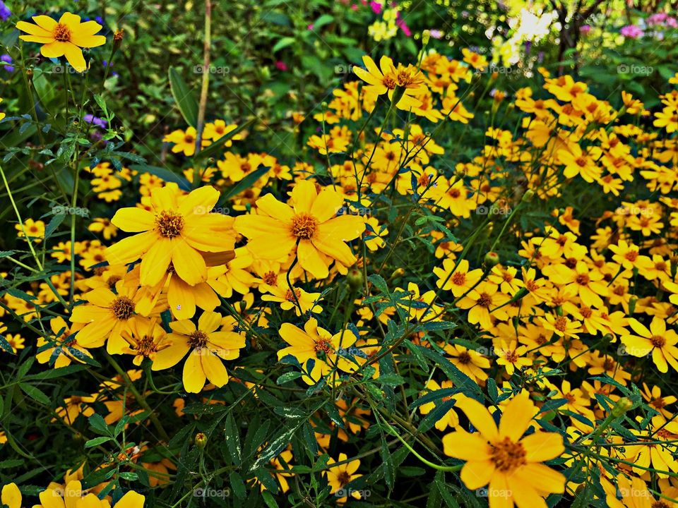 Gardening-yellow daisies growing in my garden.