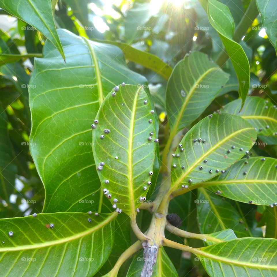 Mango leaf on the park