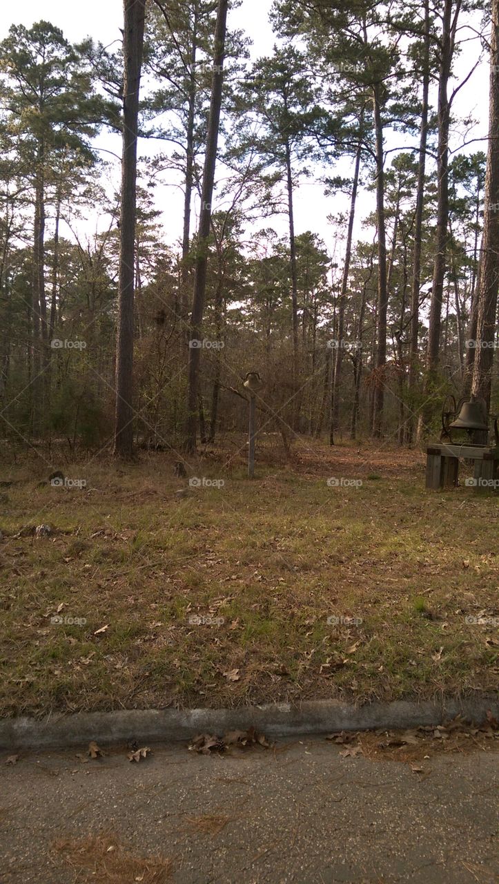 Tree, No Person, Landscape, Wood, Environment
