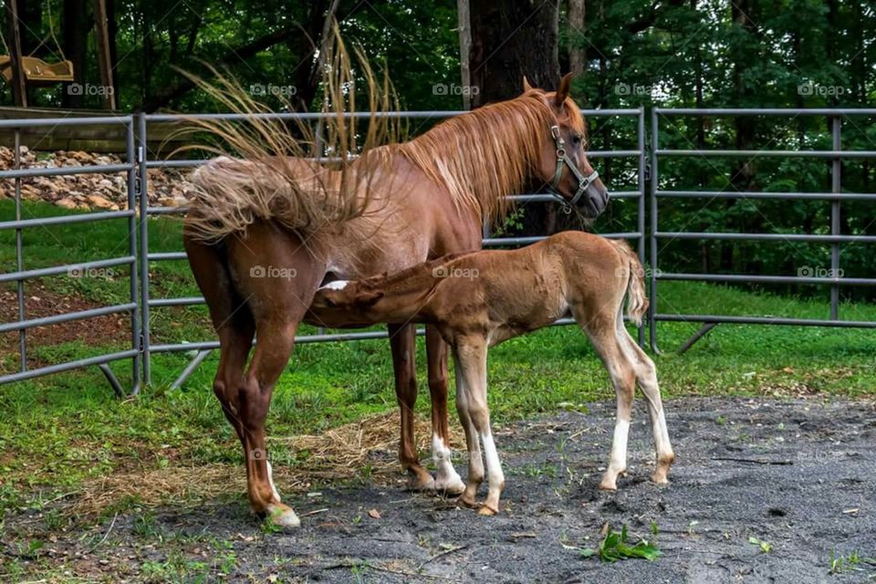Closeup of horse and foal
