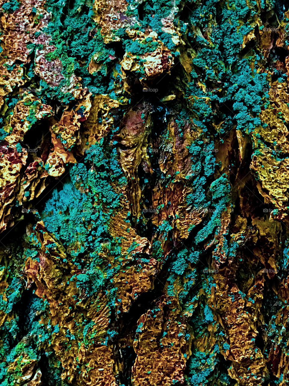 A closeup of an old fir tree encrusted with lichen and moss. The photo is slightly colour enhanced with some desktop tools. The bark is yellowish brown with yellow-green moss and cyan lichen. 