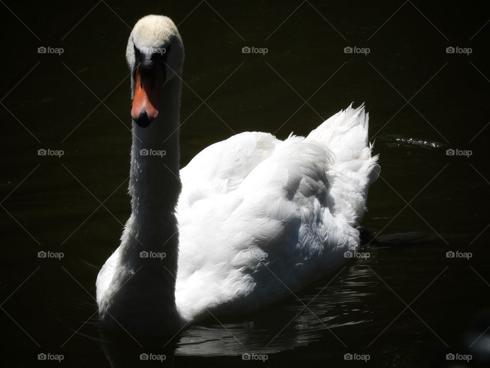 Swan