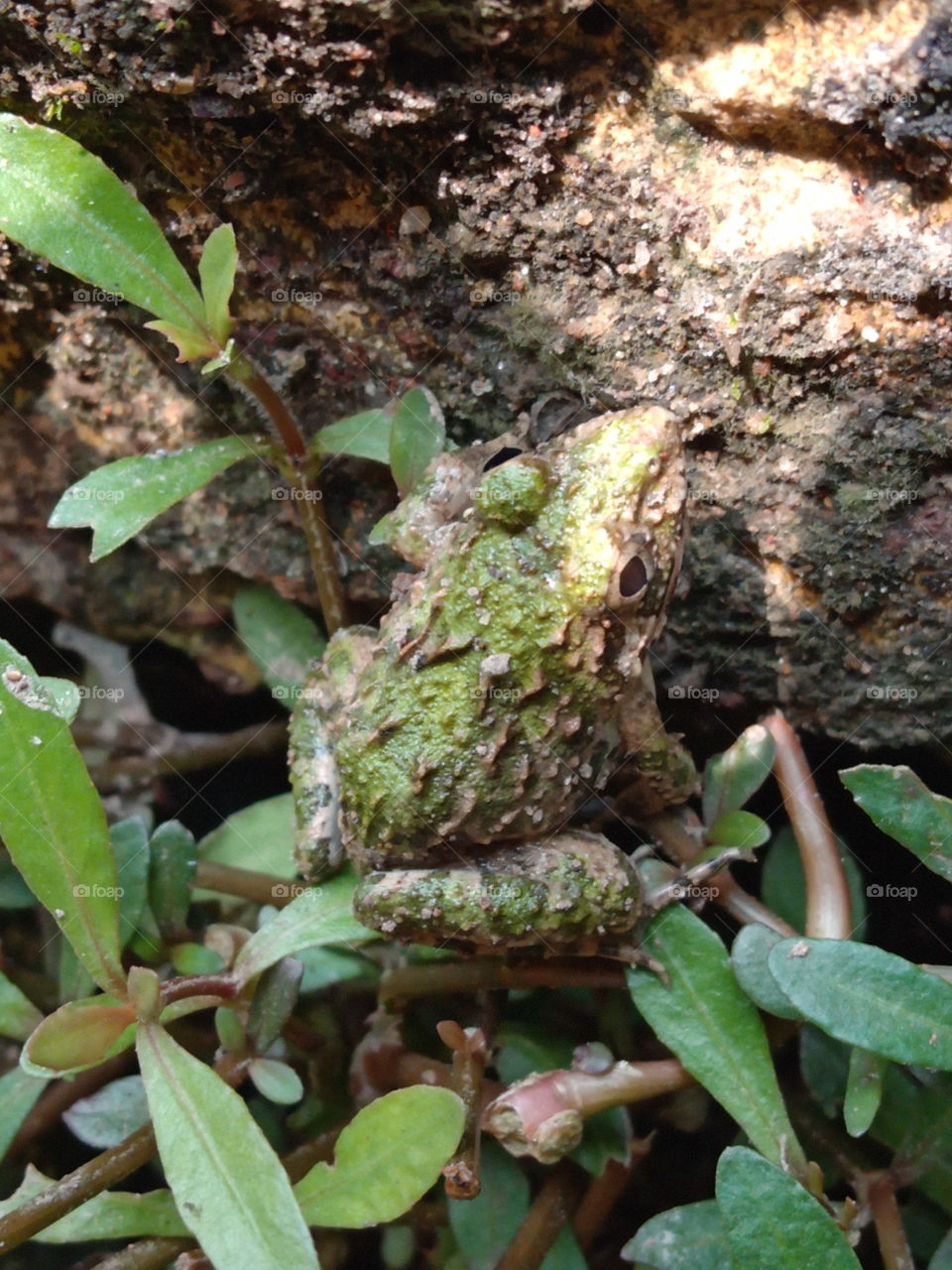 the hidden frog