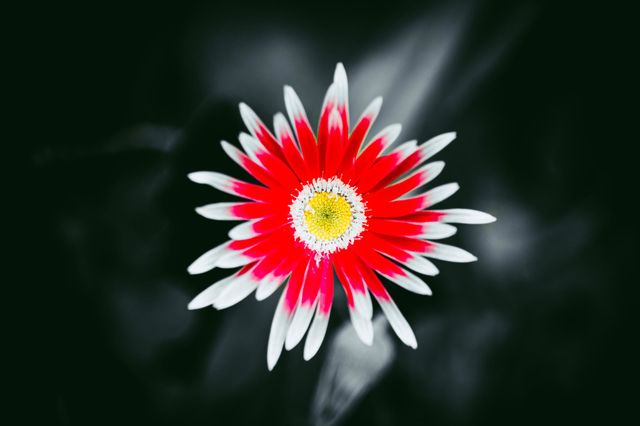 Red and white colored flower close up