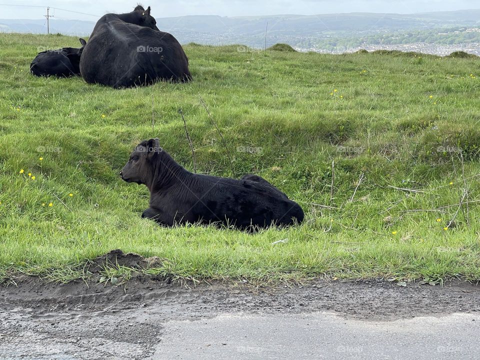 Baby cow with mother on green field