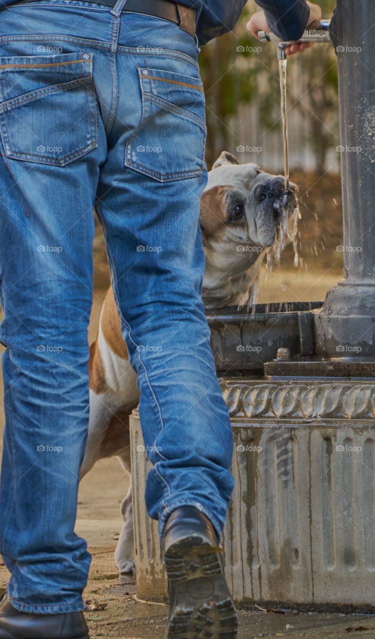 Englush Bulldog drinking in a street fountain in Barcelona