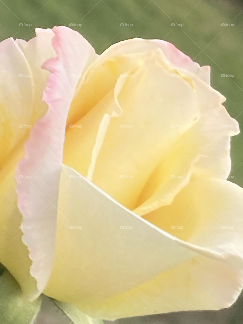 Rosa amarela com matizes cor de rosa vista de perfil. Fundo pequeno e desfocado.