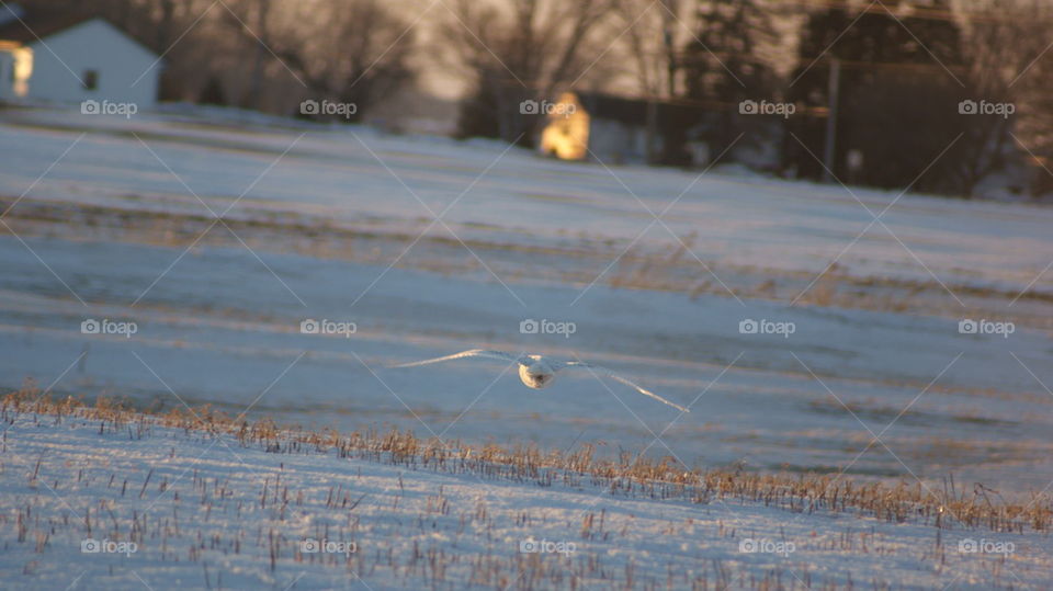 snow owl ready to land