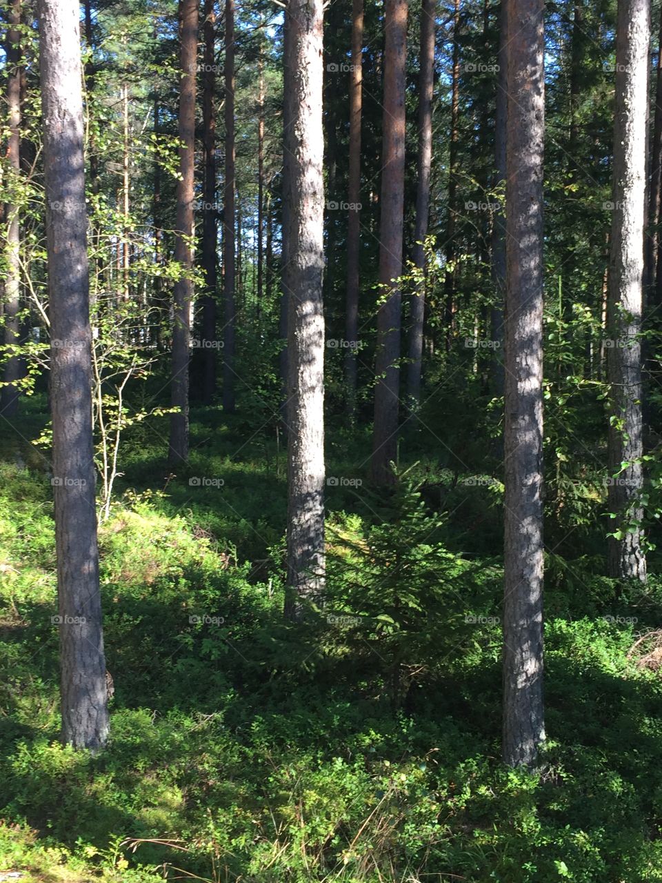 Forest in Finland