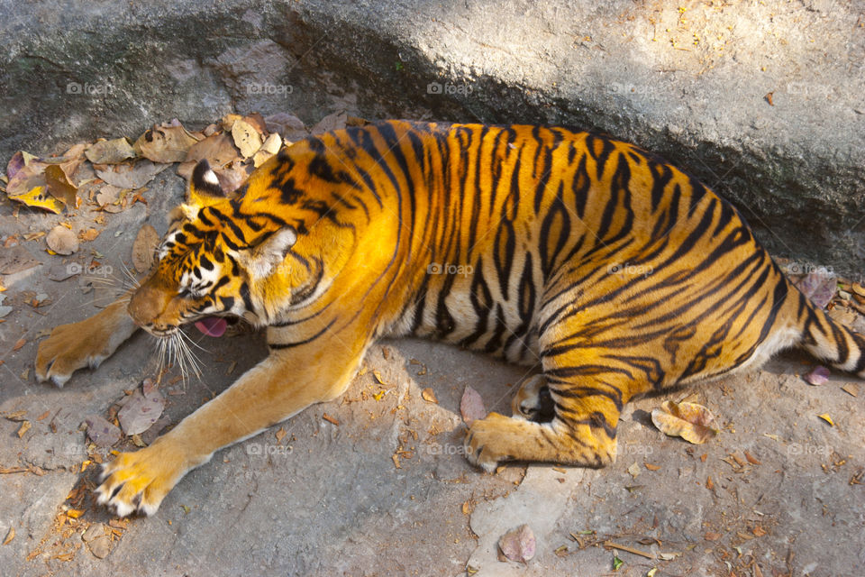 THE BENGAL TIGER IN PATTAYA THAILAND