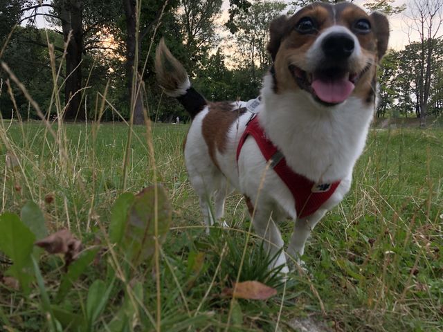 this is my dog