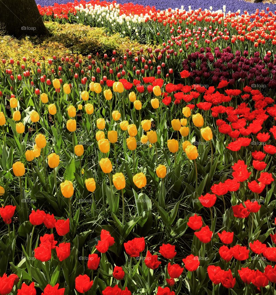 Tulip Garden in The Netherlands. 