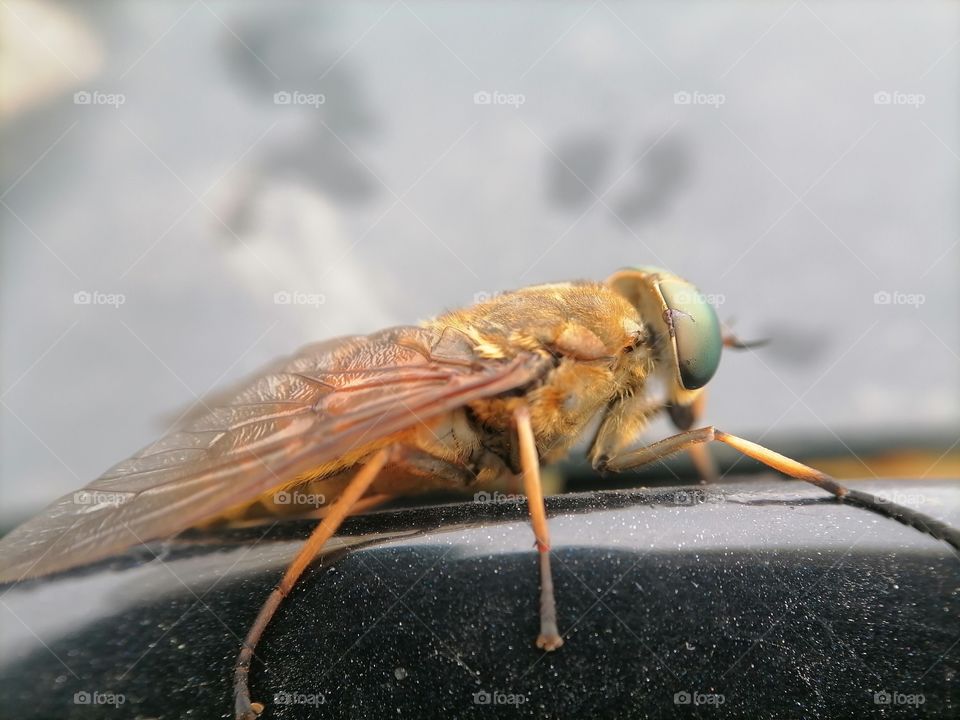 Insects, flies fly, fly eyes, faceted, Wings, fly top view, gadfly, macro shots, macro photos,