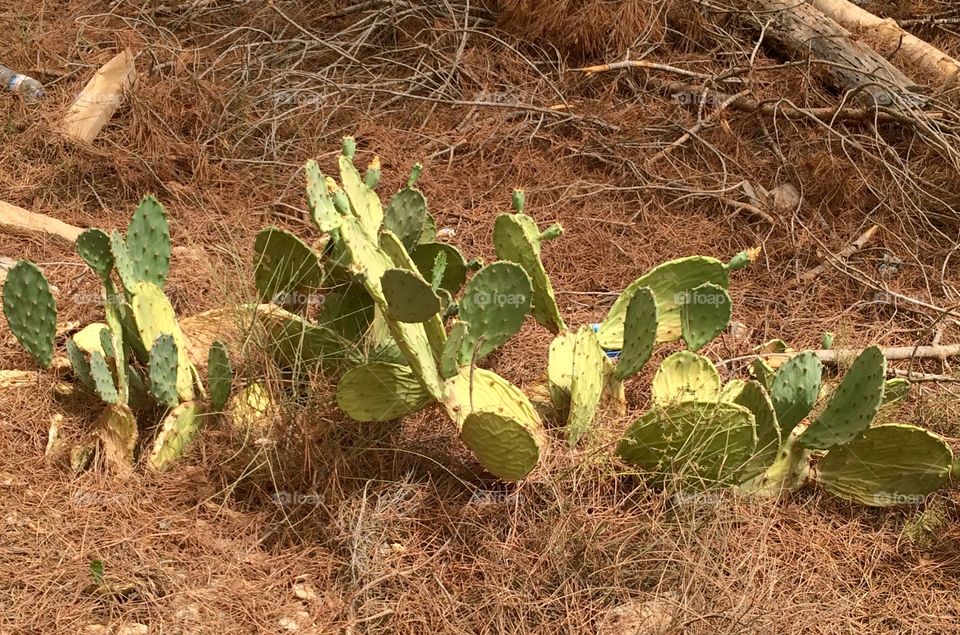 Cactus in Portugal 