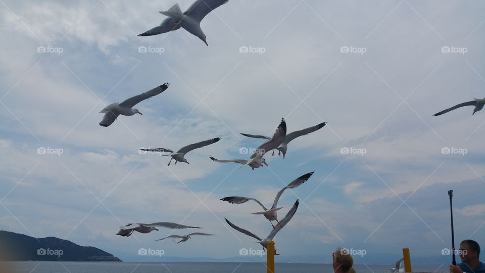 seaguls flying afte ferry
