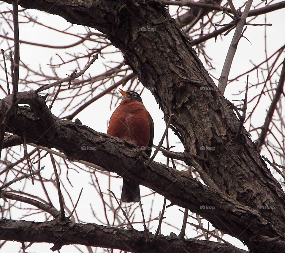 Bird in a tree 