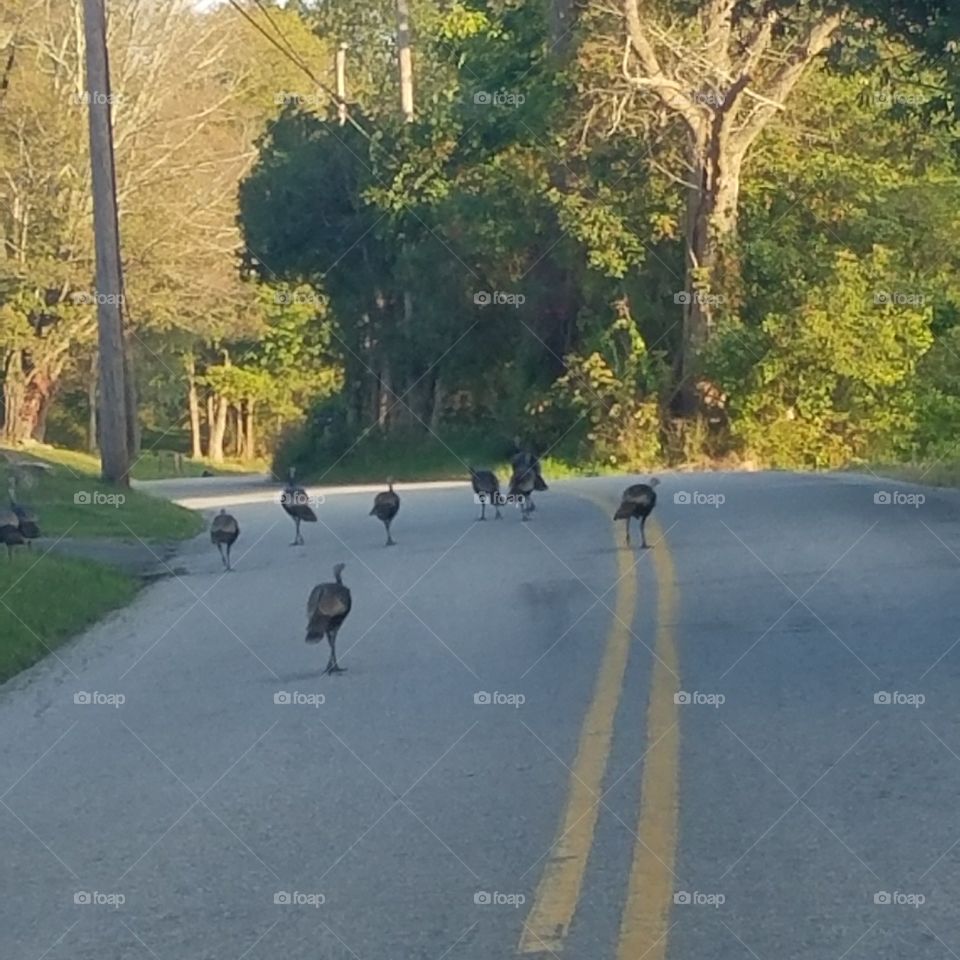 Crossing Turkeys 1
