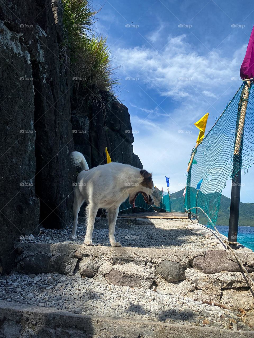 The Dog’s yawn in Sambawan Island Maripipi Biliran Philippines. 