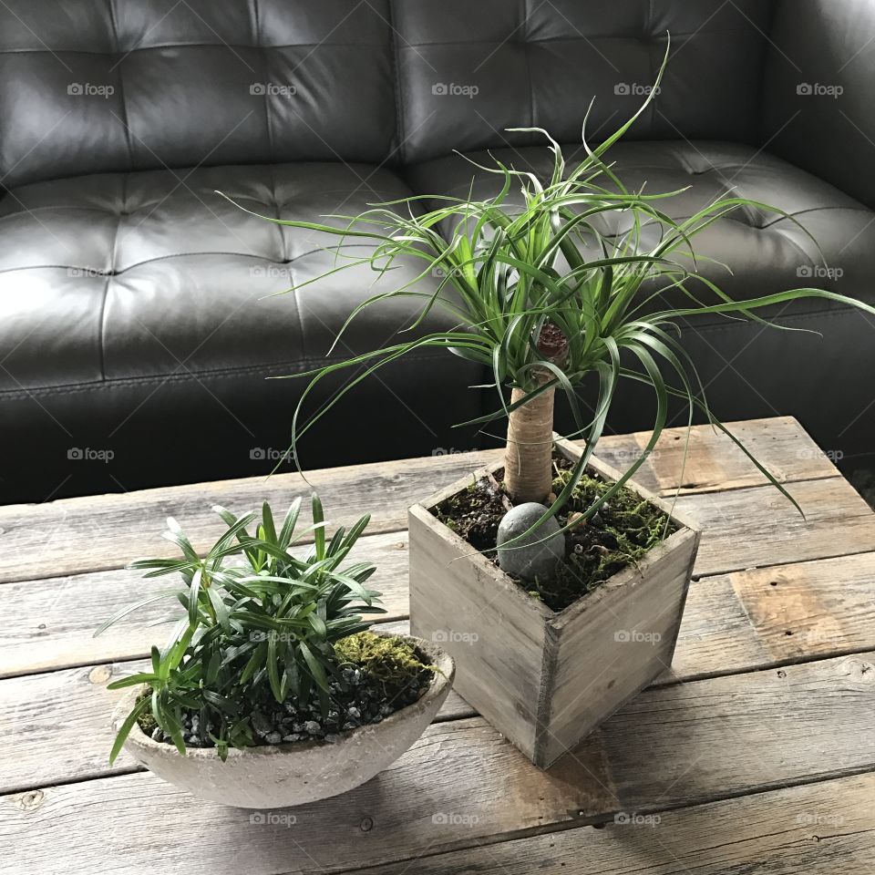 Two Bonsai Plants