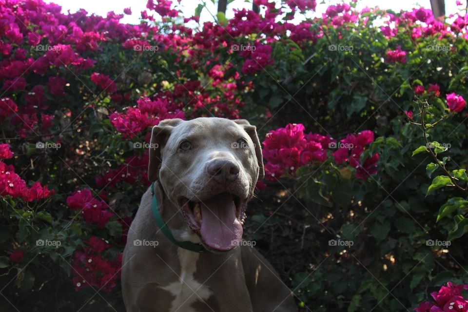 Dogs in pink 