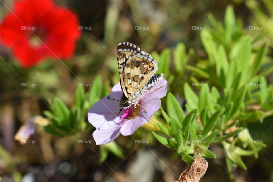 Pretty little skipper butterfly feeding on a pink flower.