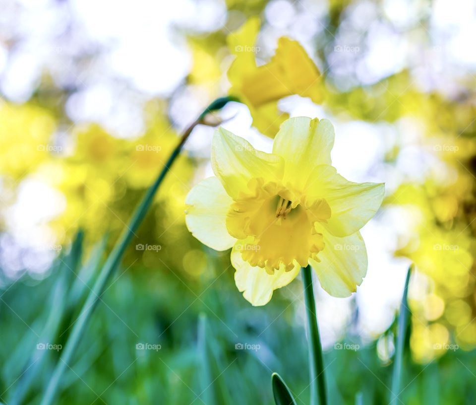 Daffodils are one of the first flowers to bloom in spring