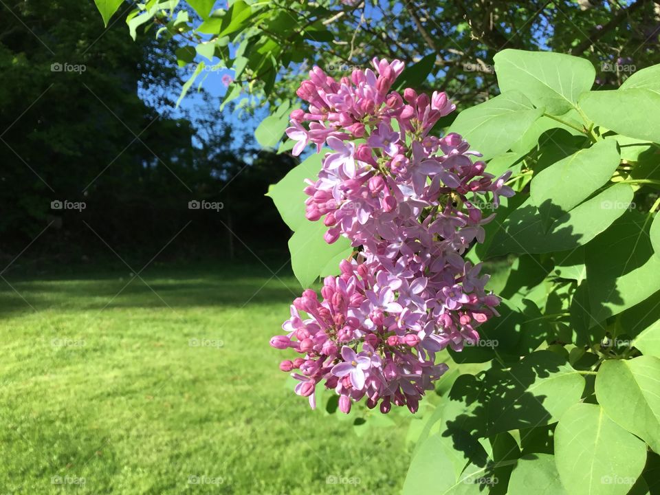 Lilacs