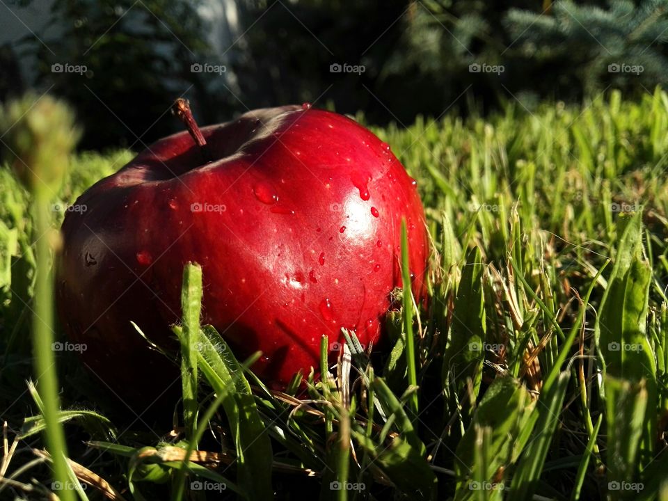 apple in light of evening sun