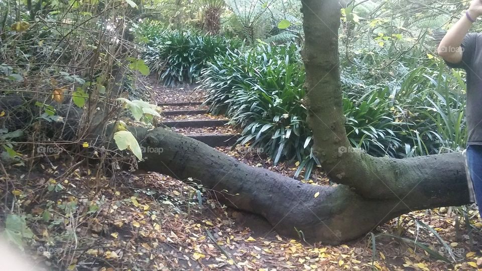 stairway in park