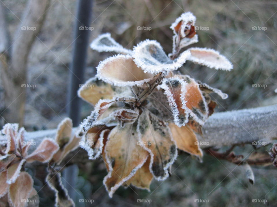 frosted and yellowed plant