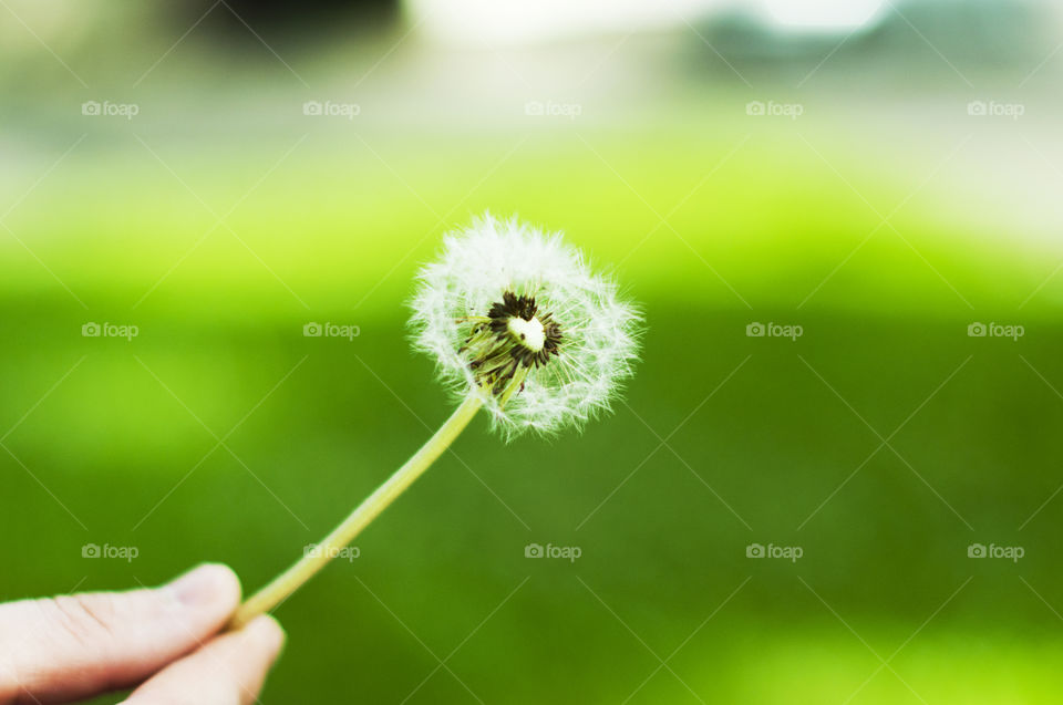 dandelion