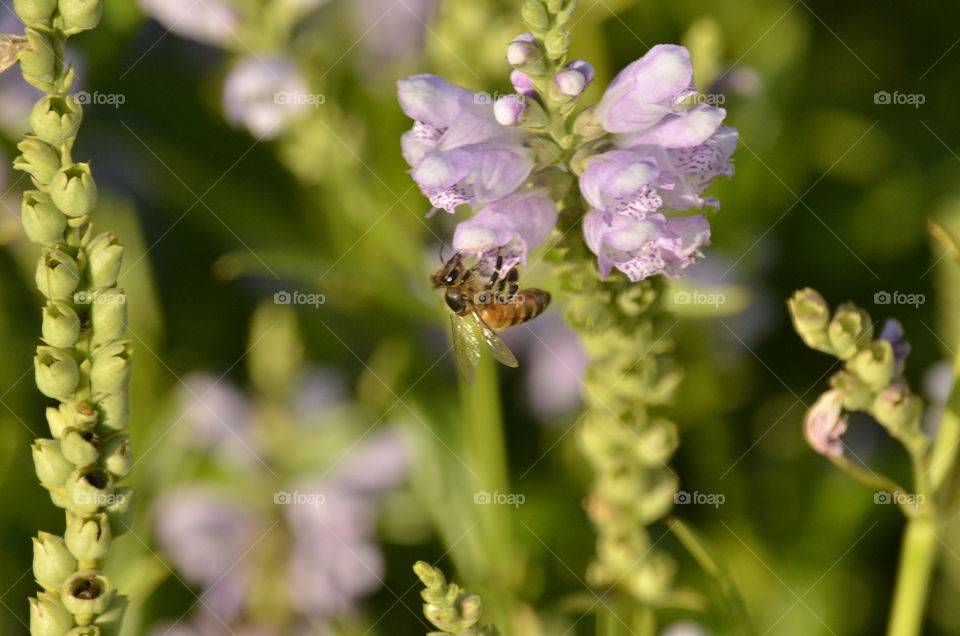 Bee on flower