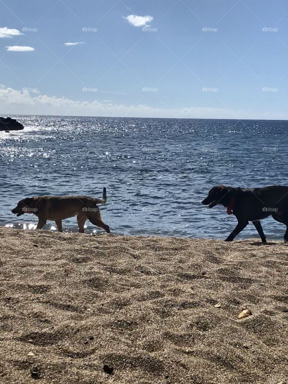 Beach walkers 