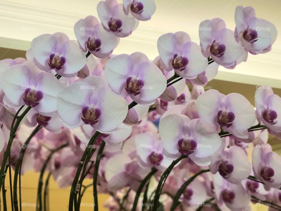 white pinkish orchids