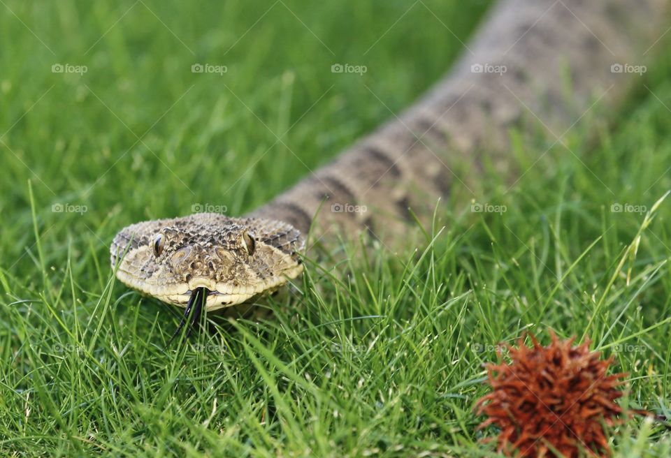 Nature, Reptile, No Person, Snake, Wildlife